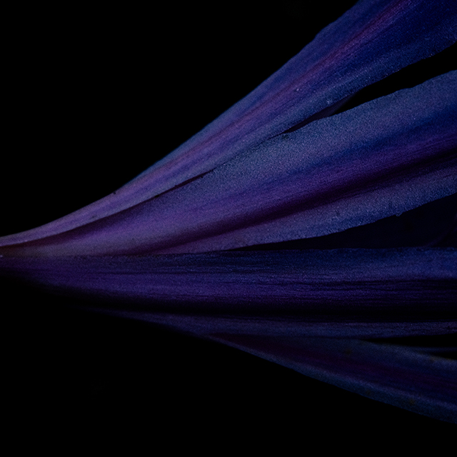 anre*f – photon / graviton